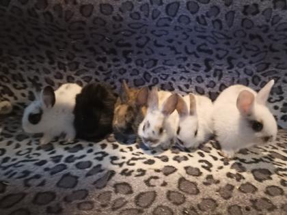 Zwergkaninchen und Meerschweinchen aus langjähriger Hobbyzucht