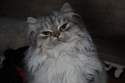 Perserkatze, chinchilla sucht liebes Zuhause