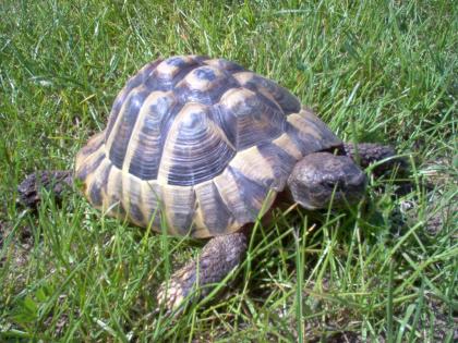 Verkaufe Griechische Landschildkröte THH männlich