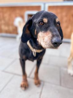 Patriot. lieber Kerl wartet unglücklich im Tierheim auf sein Körbchen