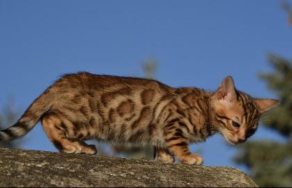 Bengalkitten Abgabe ab sofort