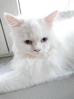 Traumhaft schöner schneeweißer Perserkater mit Nase