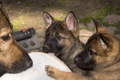 Zauberhafte Schäferhundwelpen grau,