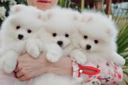 Sweet Zwergspitz Pomeranian Welpen