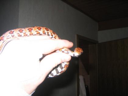 Verkaufe Kornnater terrarium
