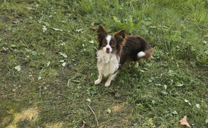 Toy Mini Australien Shepherd Mix