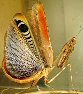 Biete Pseudempusa pinnapavonis L2 Gottesanbeterin