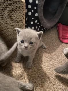 4 Kleine BKH-Kitten suchen ab dem 22. 06. 2023 ein liebevolles Zuhause