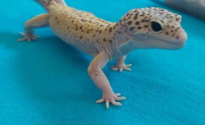 3. 1 Leopardgeckos versch. Morphs