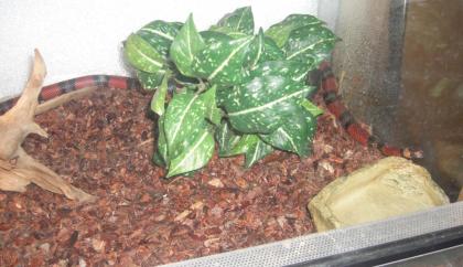 1. 1 Lampropeltis triangulum hondurensis Milchnatter