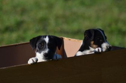 Foxterrier welpen zu verkaufen