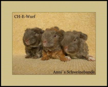 CH-Teddys und US-Teddys aus MFD Zucht safran-weiß, lilac-weiß.
