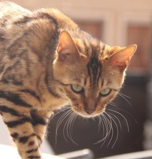 Wunderschöne Bengal Kitten, Mini Leoparden