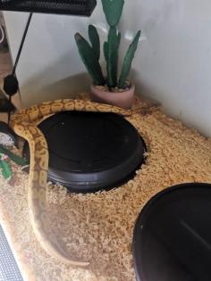 2 königspythons zu verkaufen