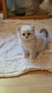 Edelmix und Ragdoll suchen bald ein neues Zuhause