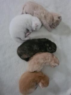 BKH Kitten