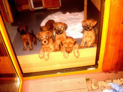 Irish Terrier Welpen