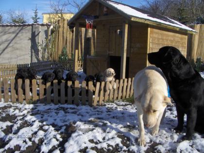 Unsere blonden Labrador-Welpen sind da