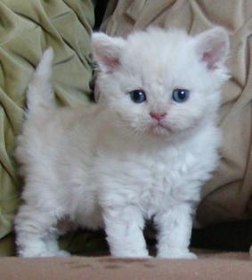 Selkirk Rex Babies abzugeben