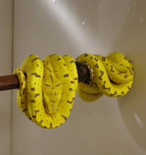 Grüner Baumpython und Tigerpython s