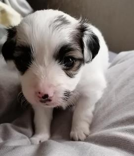 Papillon Pahlene Mix zum verlieben.