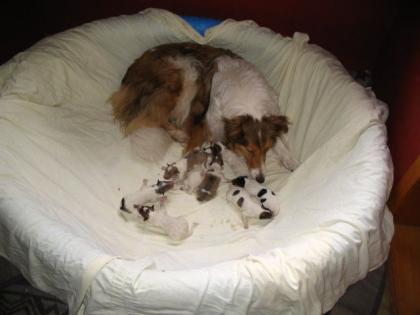 American Line Colliewelpen
