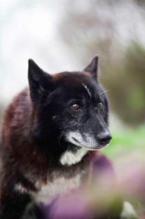 Venom. aktiver, lieber Hundeopi