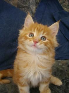 Wunderschöne Maine Coon Katerchen
