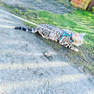 Jay jay Xxl Spottet Tabby Silber Bengaldame Zuchtzulassung 1. 5 Jahre alt