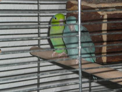 2 Sperlingspapageien abzugeben