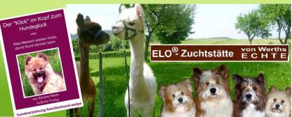 Familienhund Elo - Welpen von Werths Echte in Franken