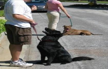Erziehungshilfe für Ihren Vierbeiner Hundetrainer