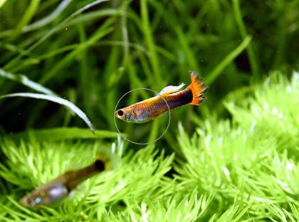 Guppy Mixe, AKTION, 7, 50Euro/ 6 Stck. Versand/ Abholung