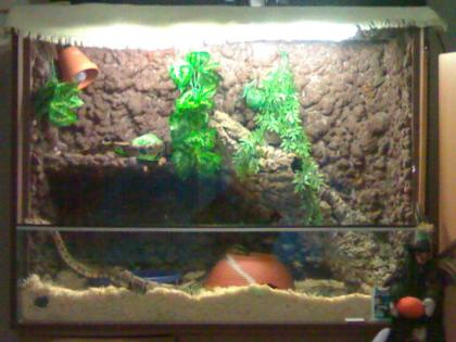3 Königspython Terrarium