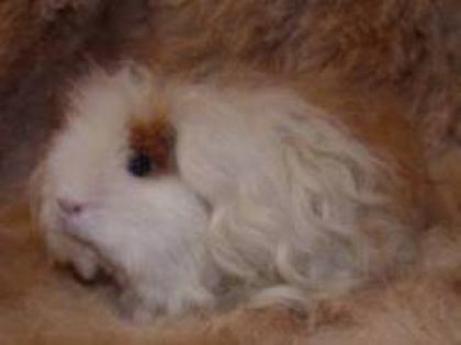 Meerschweinchen Böcke