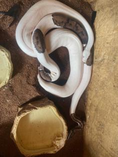 3 x Königspython Python Regius zu verschenken
