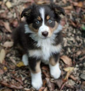 Australian Shepherd Welpen