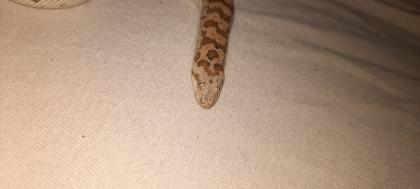 Östliche Sandboa Eryx Miliaris männlich NZ22