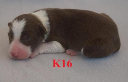 Reinrassige Border Collie Welpen mit Ahnenliste