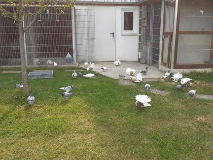 Pfautauben im tausch