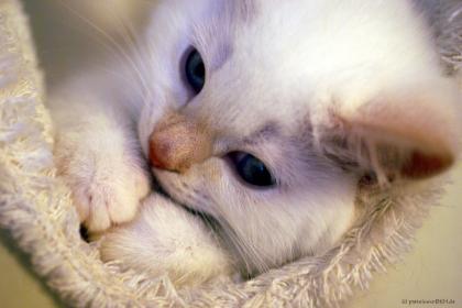Kleiner red-point Kater sucht ein neues Zuhause.