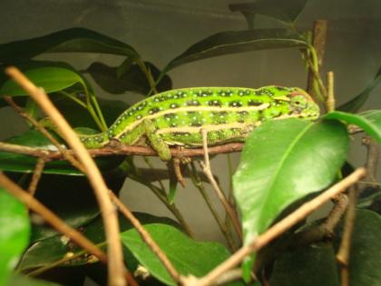 0. 1 Furcifer campani NZ