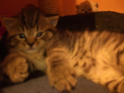 BKH Katzenbabys