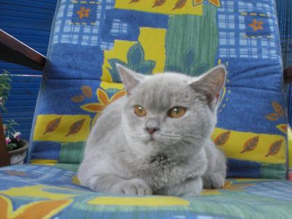 Norma Jean und Napoleon suchen ein liebevolles neues zu Hause bei ganz ganz lieb