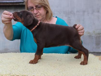 Dobermann, schwarze und braune Welpen mit Ahnentafel FCI