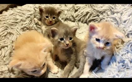 Maine Coon Baby s - 2 Kater creamy - 2 Kätzchen silver tabby