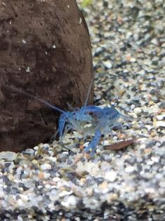 Blaue Florida Flusskrebse