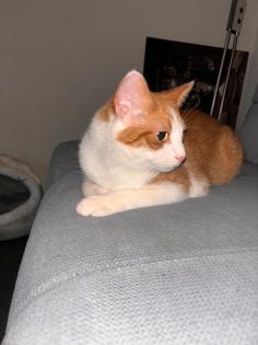 Kater in liebevolle Hände abzugeben süß verspielt