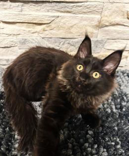 Main Coon Kitten suchen ein neues Zuhause