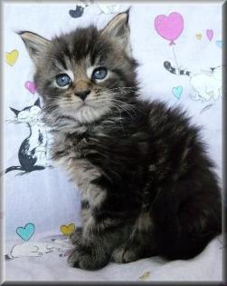 Maine Coon Katerchen mit Schmuseabitur abzugeben